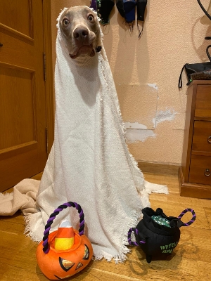 Concurso disfraces Halloween 2020_1