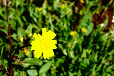 Senderismo Las Palmas abril 2022_3